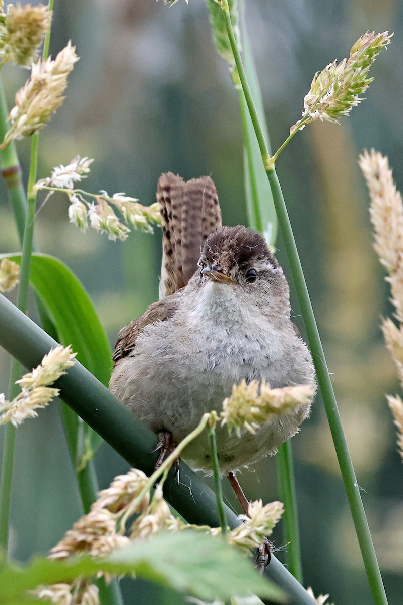 Marsh Wren - ML620469662