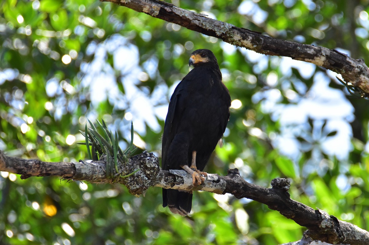 Common Black Hawk - ML620469664