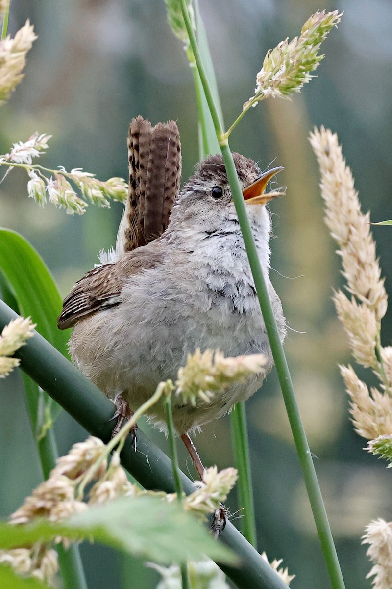 Marsh Wren - ML620469666