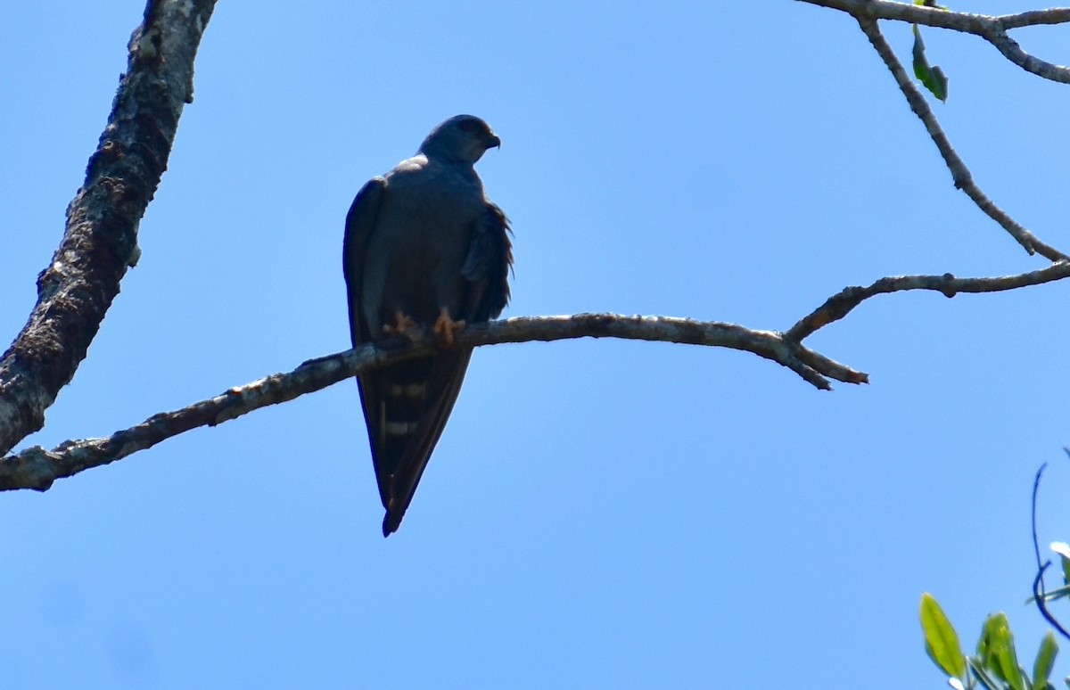 Plumbeous Kite - ML620469667