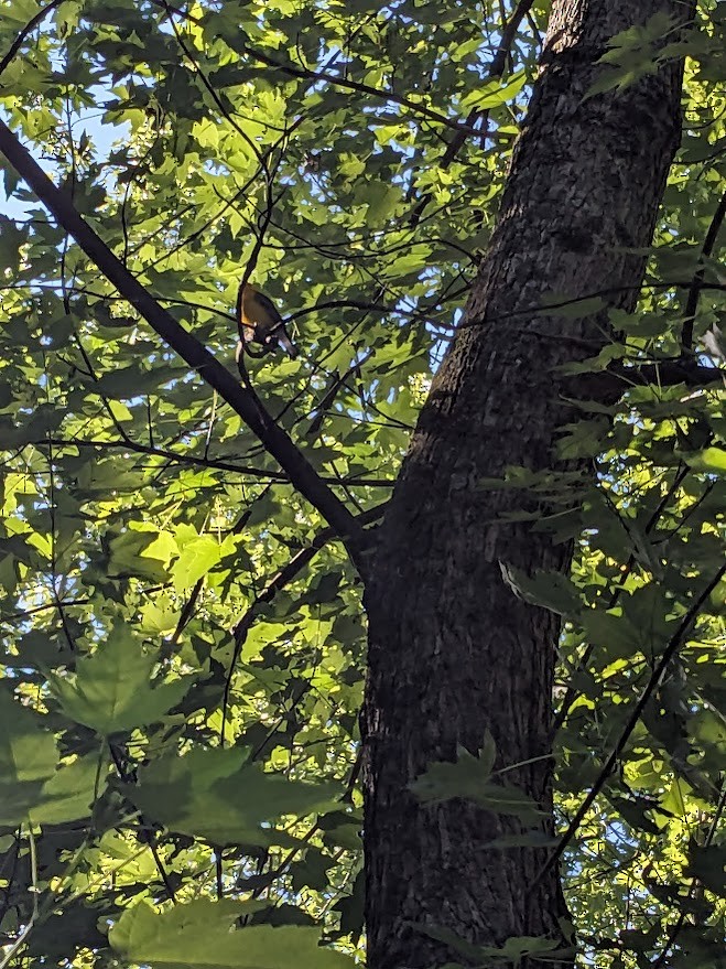 Prothonotary Warbler - ML620469679