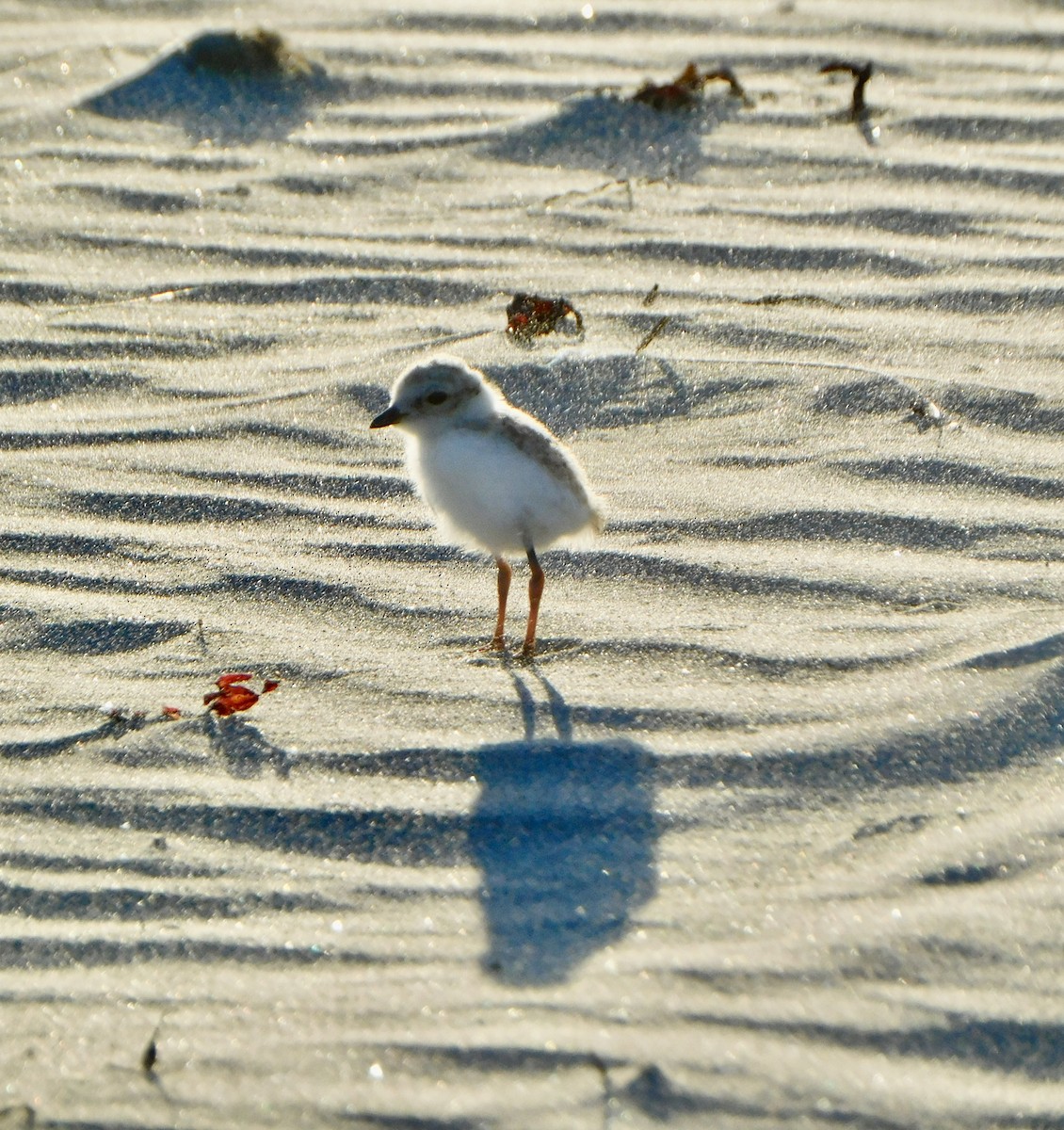 Piping Plover - ML620469681
