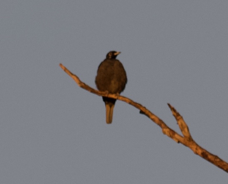 Bare-necked Fruitcrow - ML620469684