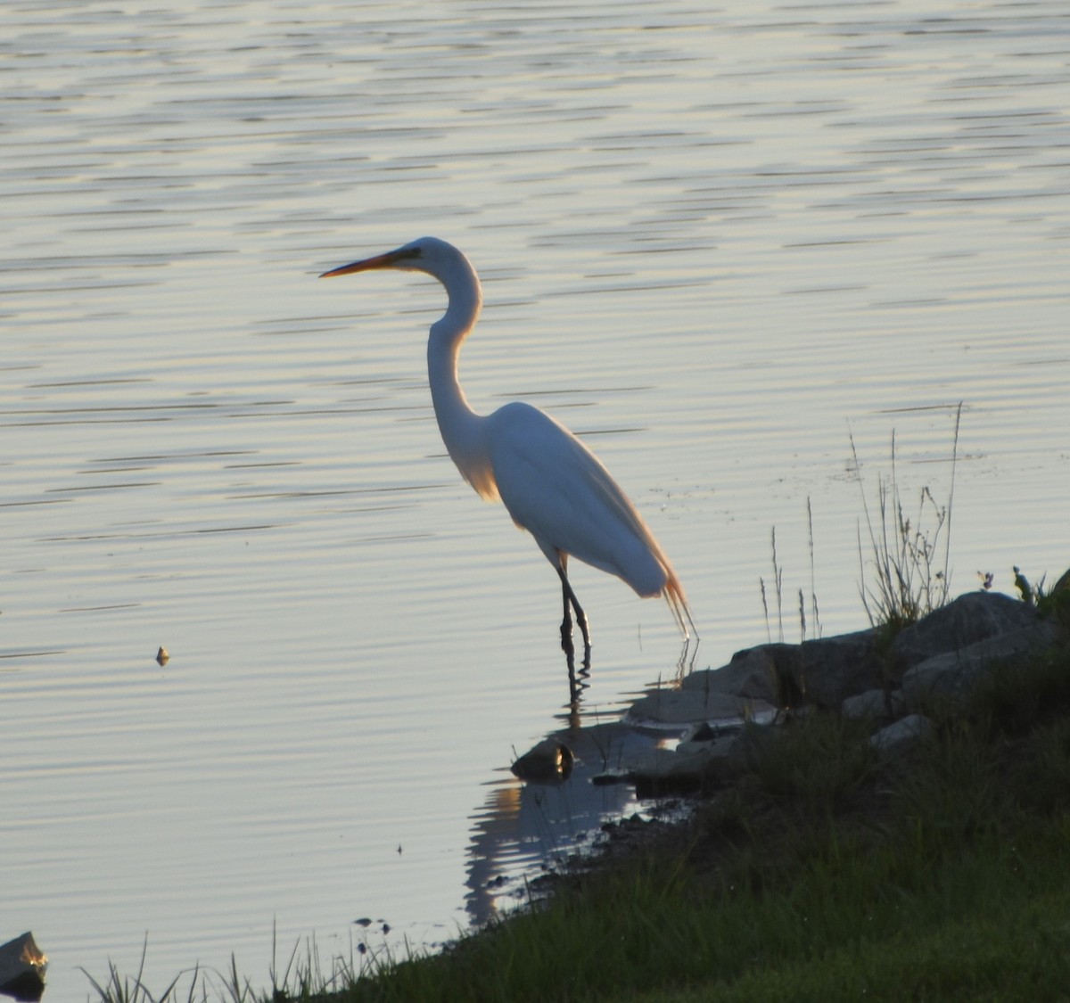 Great Egret - ML620469685