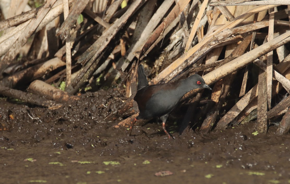 Spotless Crake - ML620469690