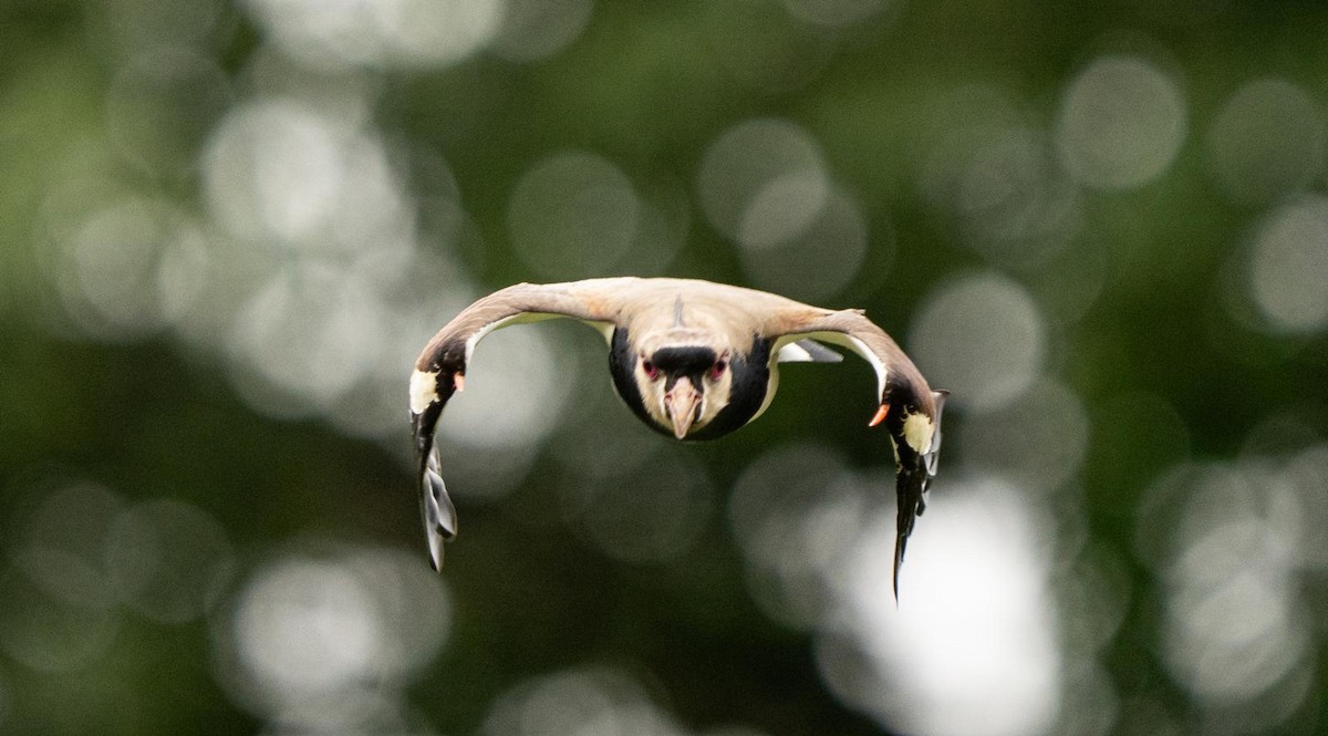 Southern Lapwing - ML620469692