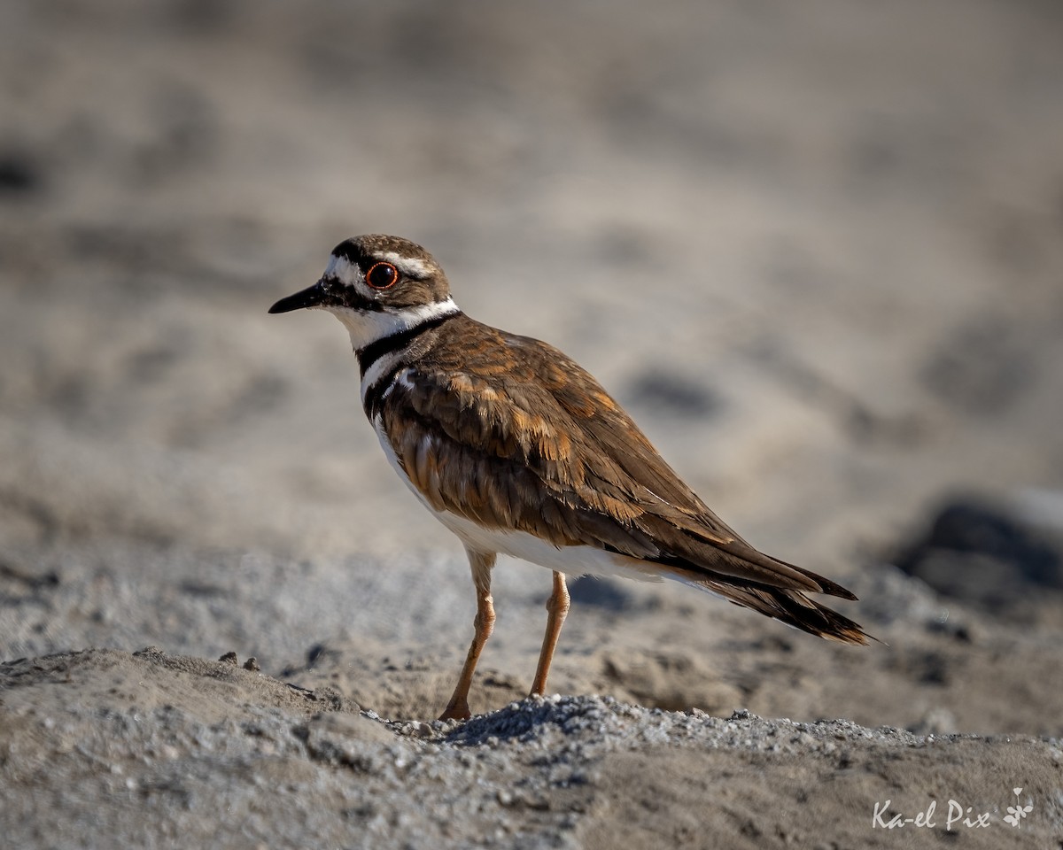 Killdeer - ML620469694