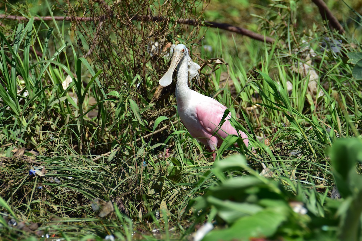 Roseate Spoonbill - ML620469695