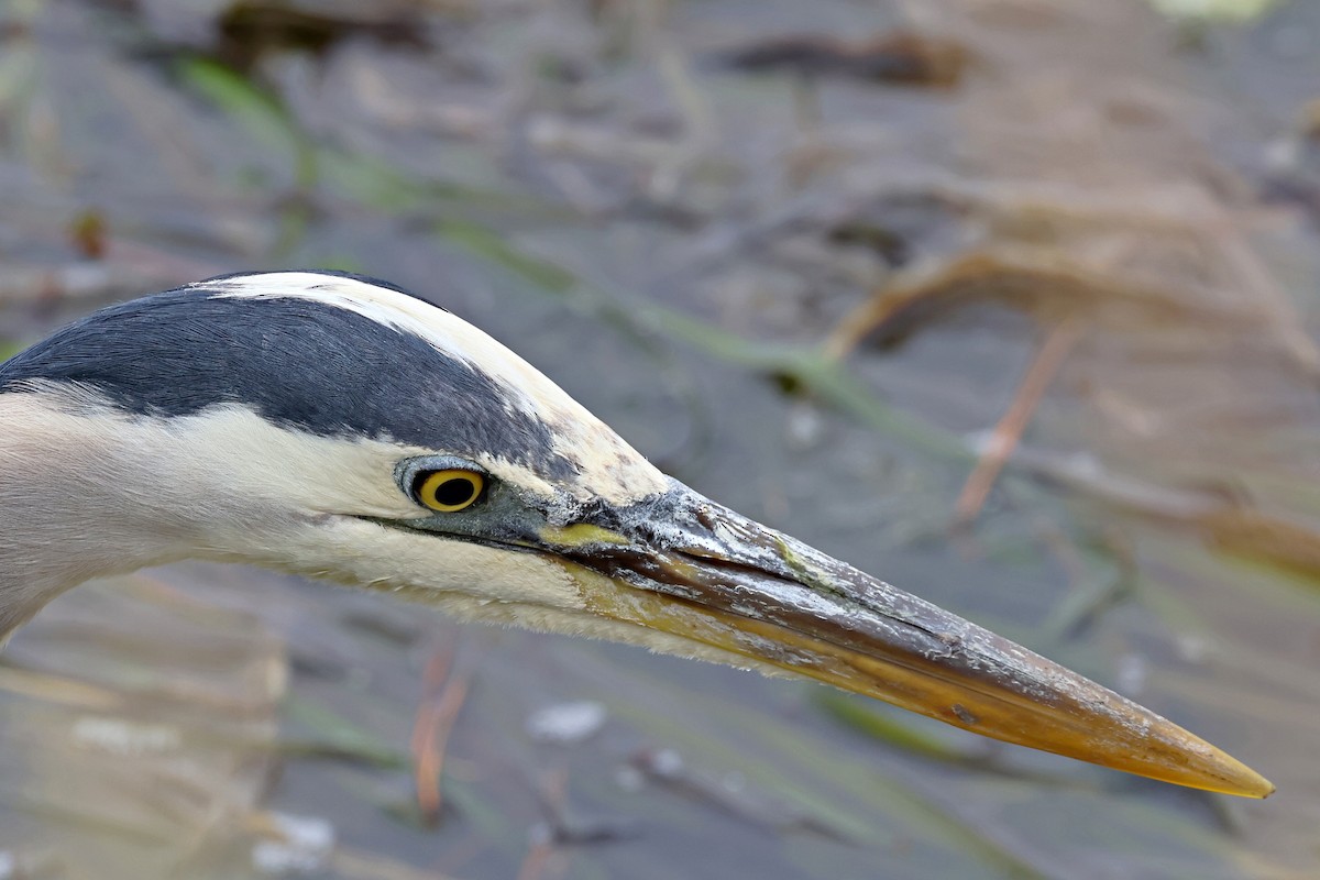 Great Blue Heron - ML620469696