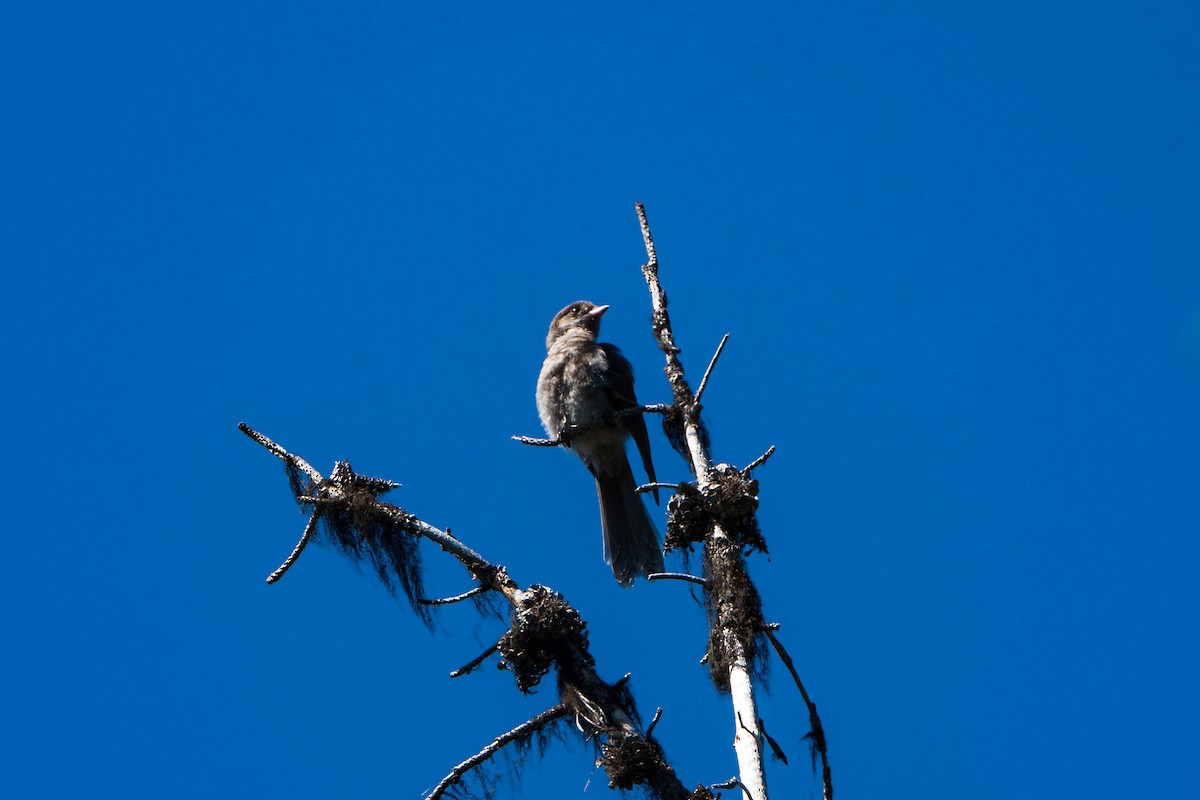 Canada Jay - ML620469701