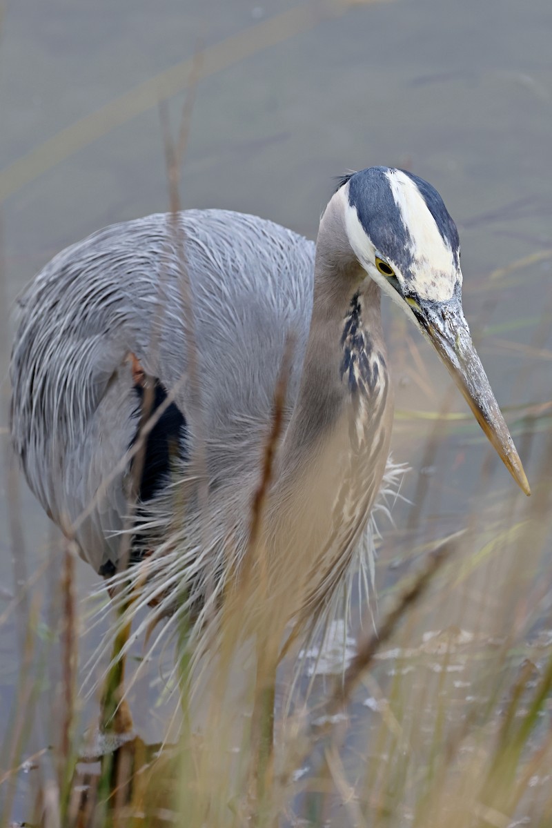 Great Blue Heron - ML620469702