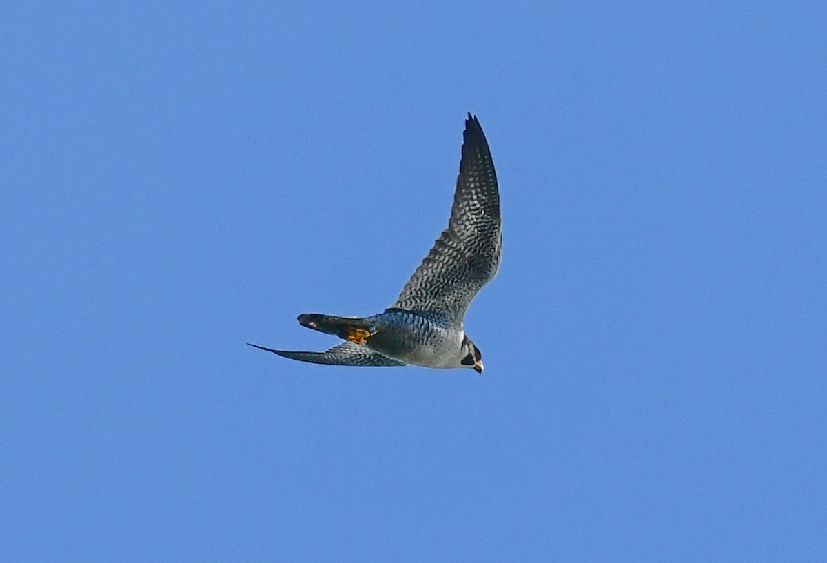 Peregrine Falcon - Elaine Thomas