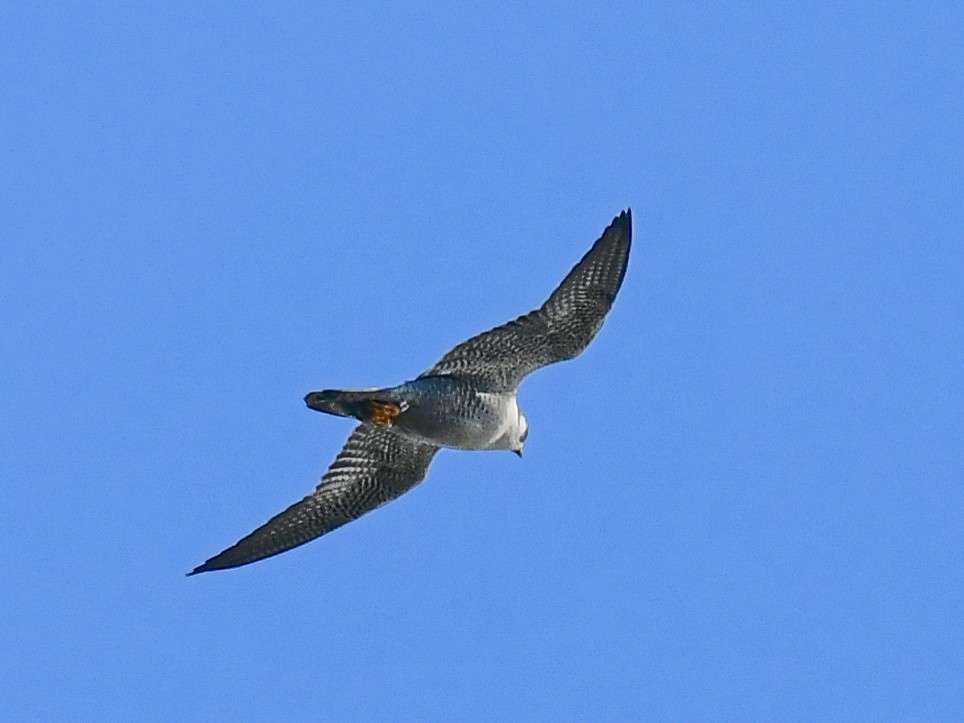 Peregrine Falcon - ML620469704