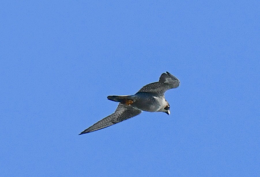 Peregrine Falcon - ML620469707