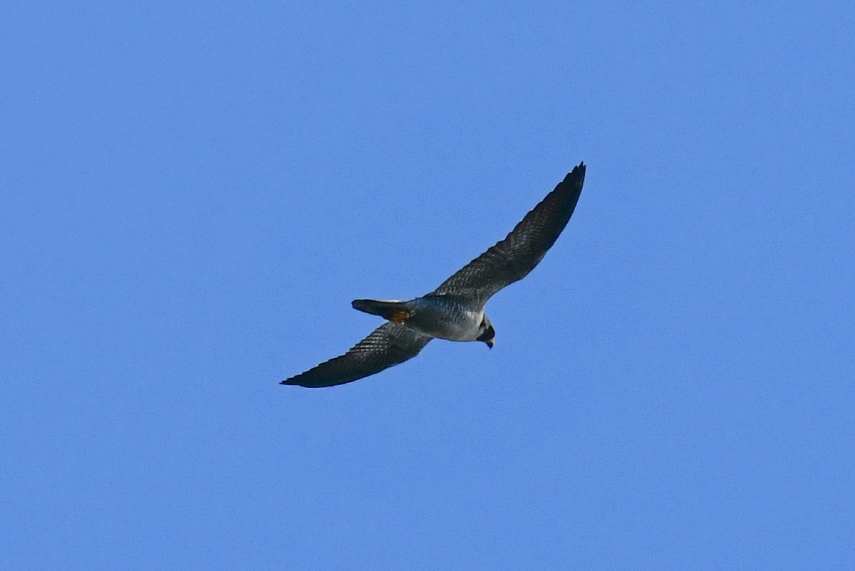 Peregrine Falcon - ML620469709