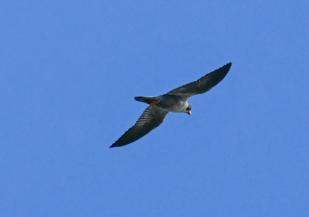 Peregrine Falcon - ML620469710