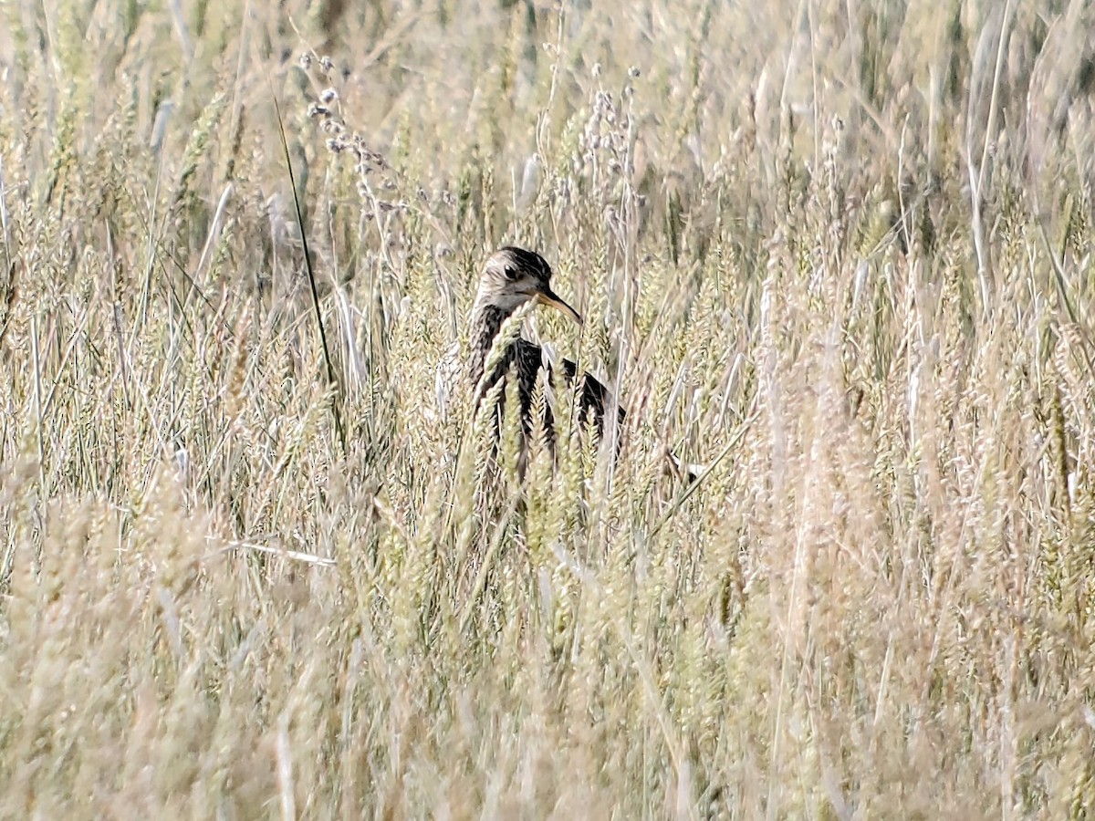 Upland Sandpiper - ML620469714