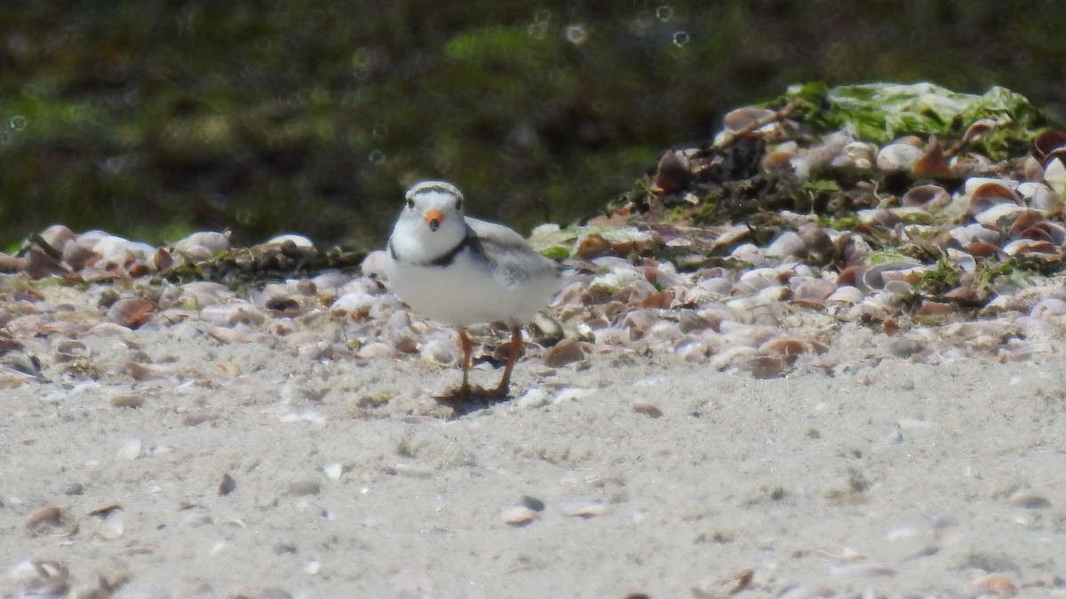 Piping Plover - ML620469716