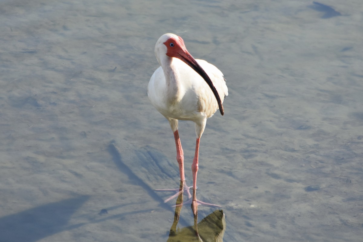ibis bílý - ML620469719