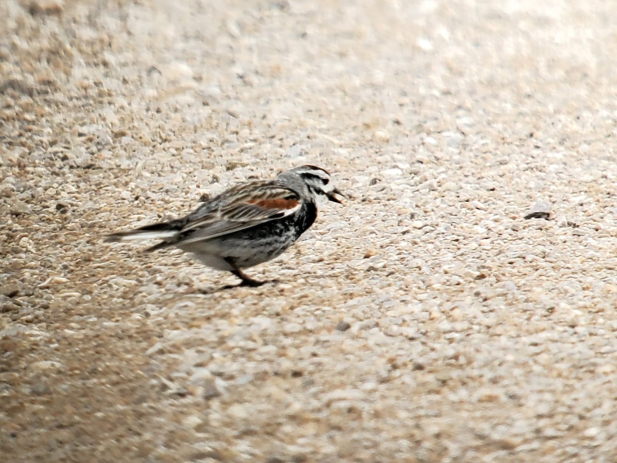 Thick-billed Longspur - ML620469720
