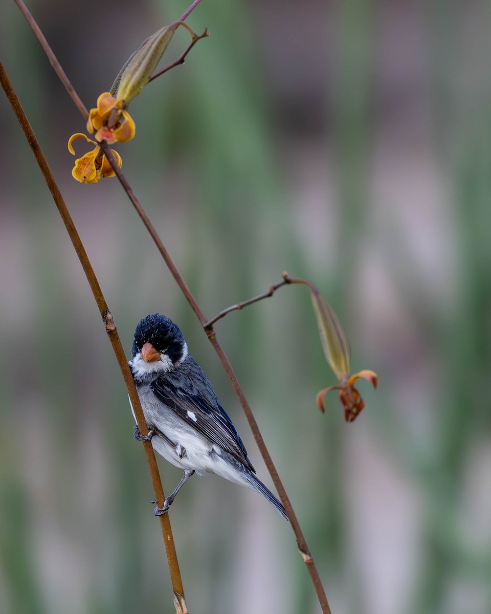 White-throated Seedeater - ML620469722