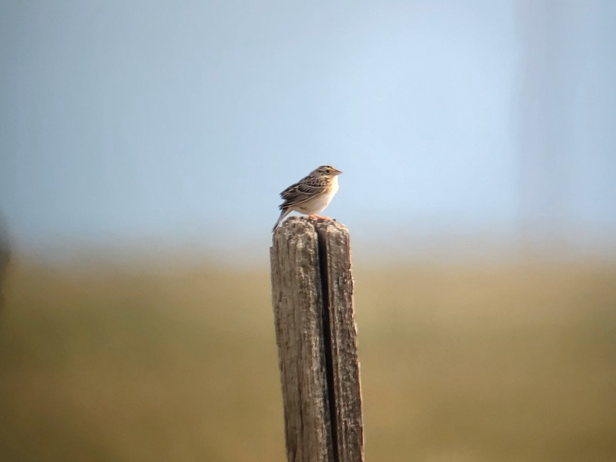 Grasshopper Sparrow - ML620469724