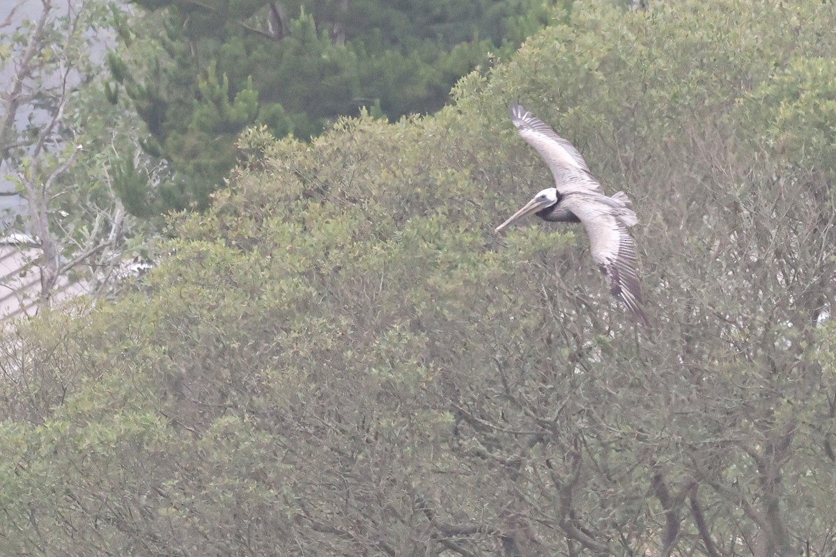 Brown Pelican - ML620469725