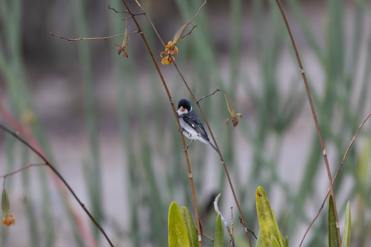 White-throated Seedeater - ML620469727