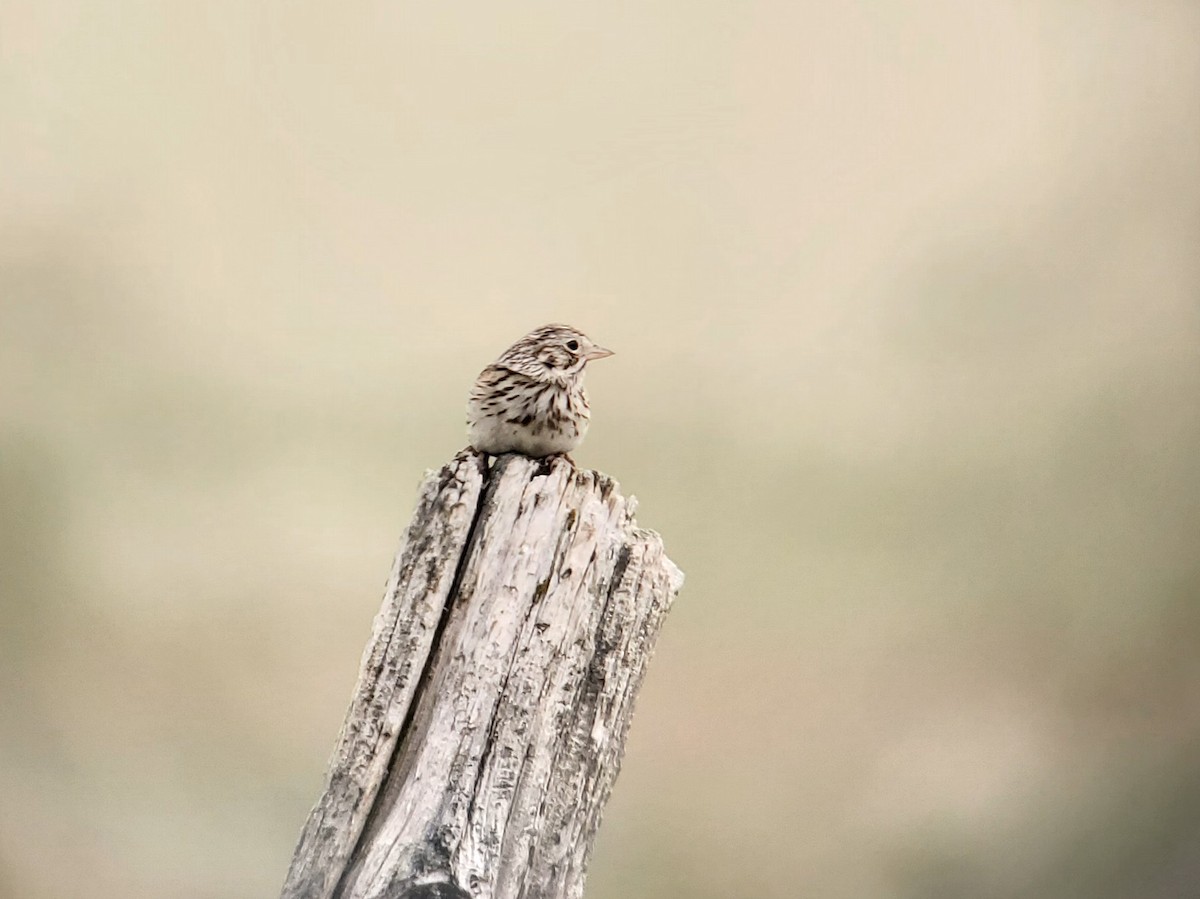 Vesper Sparrow - ML620469729