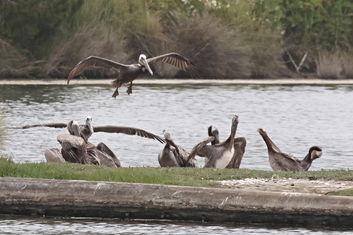 Brown Pelican - ML620469730