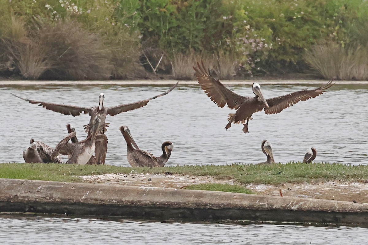 Brown Pelican - Brad Kremer