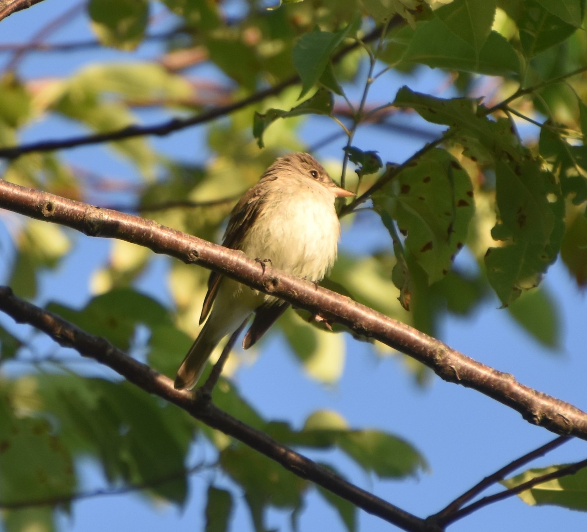 Willow Flycatcher - ML620469736