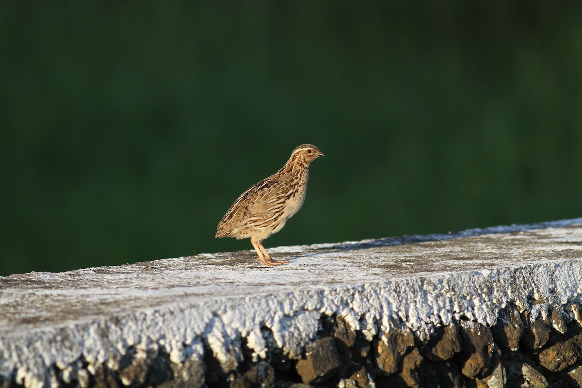 Common Quail - ML620469737