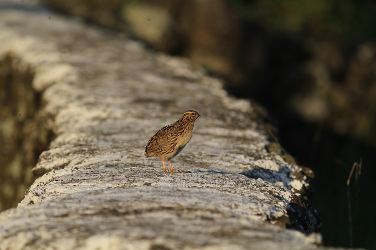 Common Quail - ML620469738