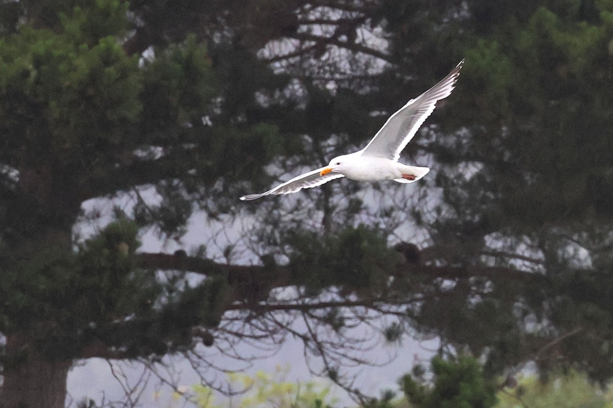 Gaviota Californiana - ML620469739