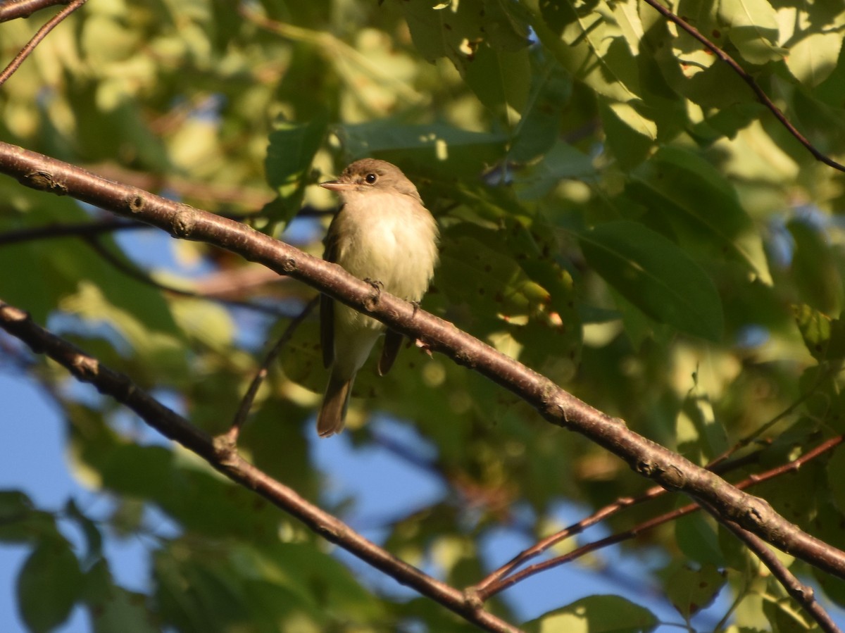 Willow Flycatcher - ML620469740