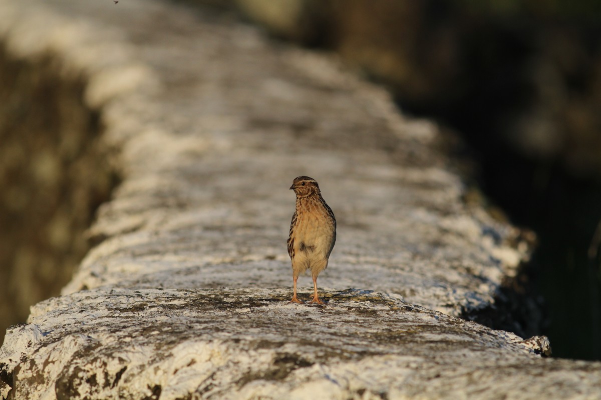 Common Quail - ML620469741