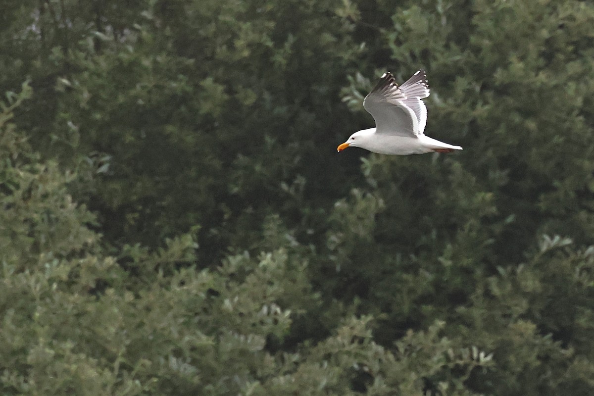 Gaviota Californiana - ML620469742