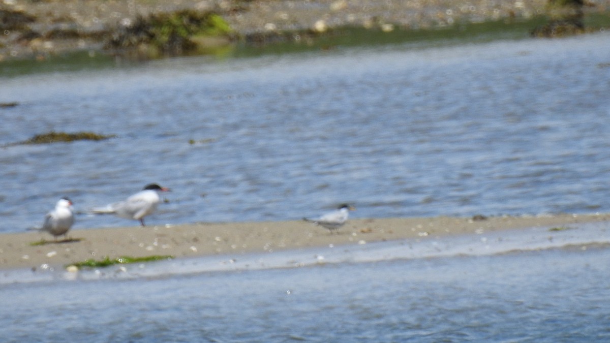 Least Tern - ML620469743