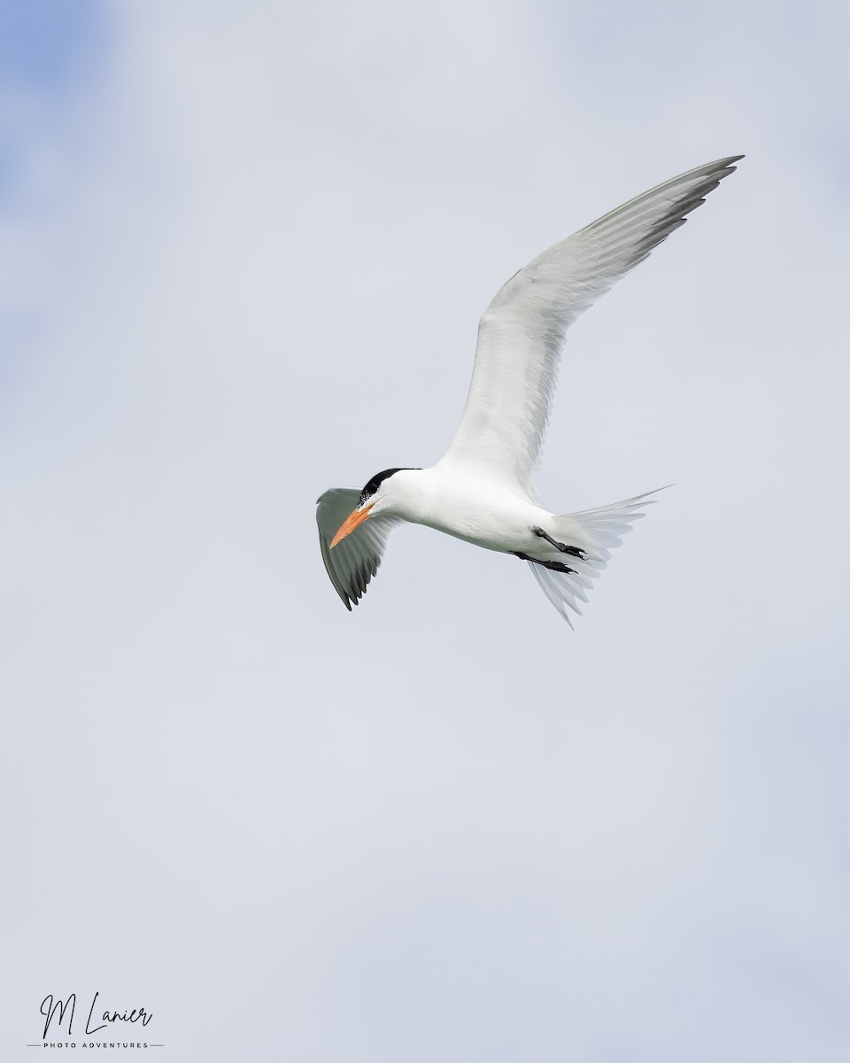 Royal Tern - ML620469747