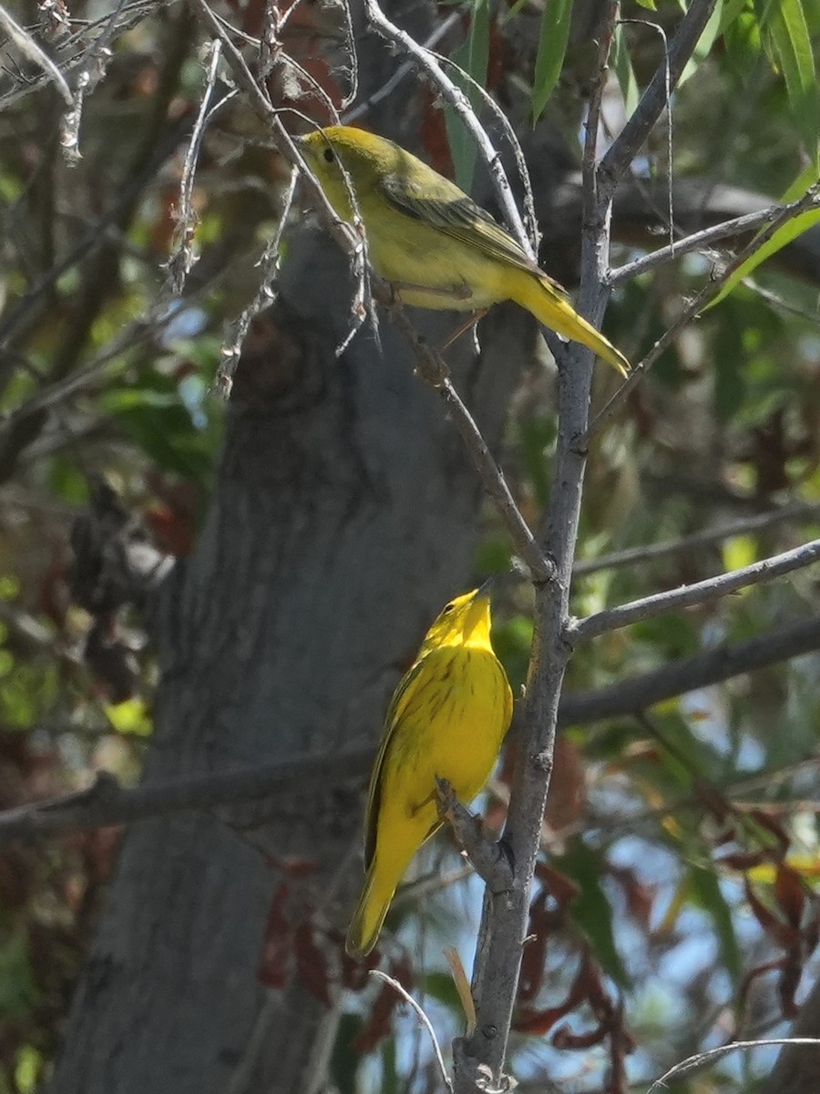 Yellow Warbler - ML620469749