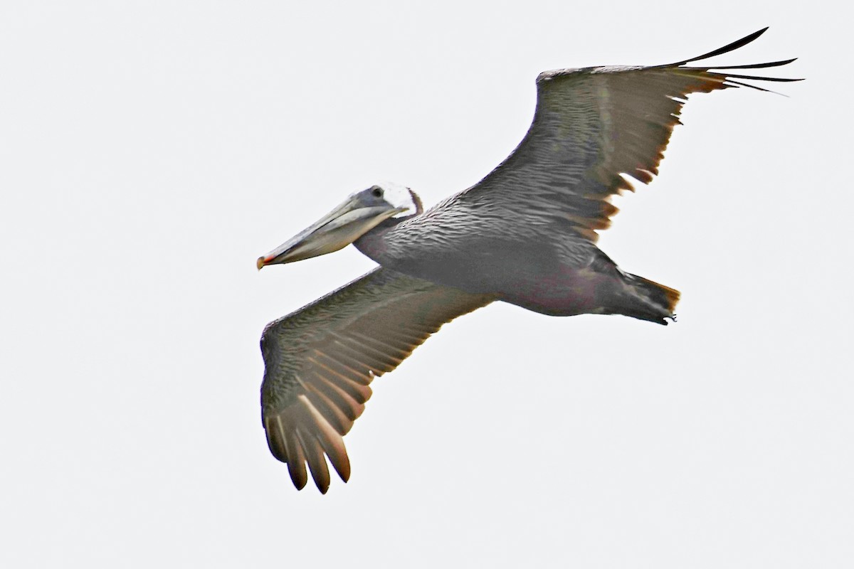 Brown Pelican - ML620469751