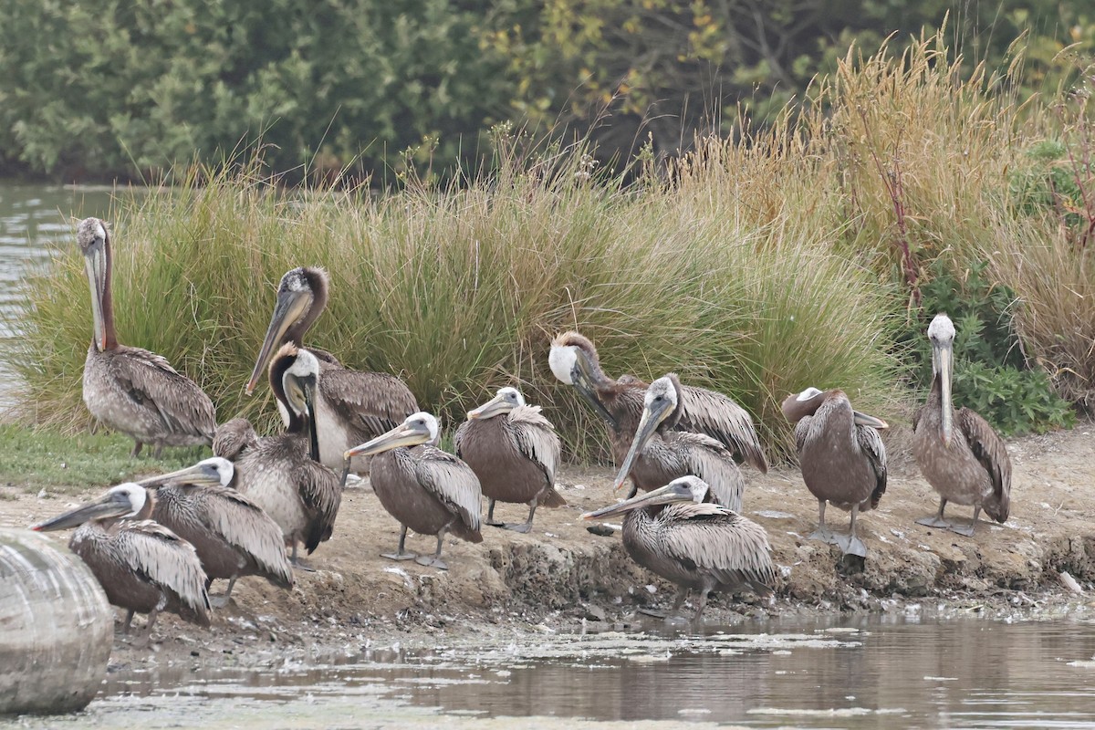 Brown Pelican - ML620469755