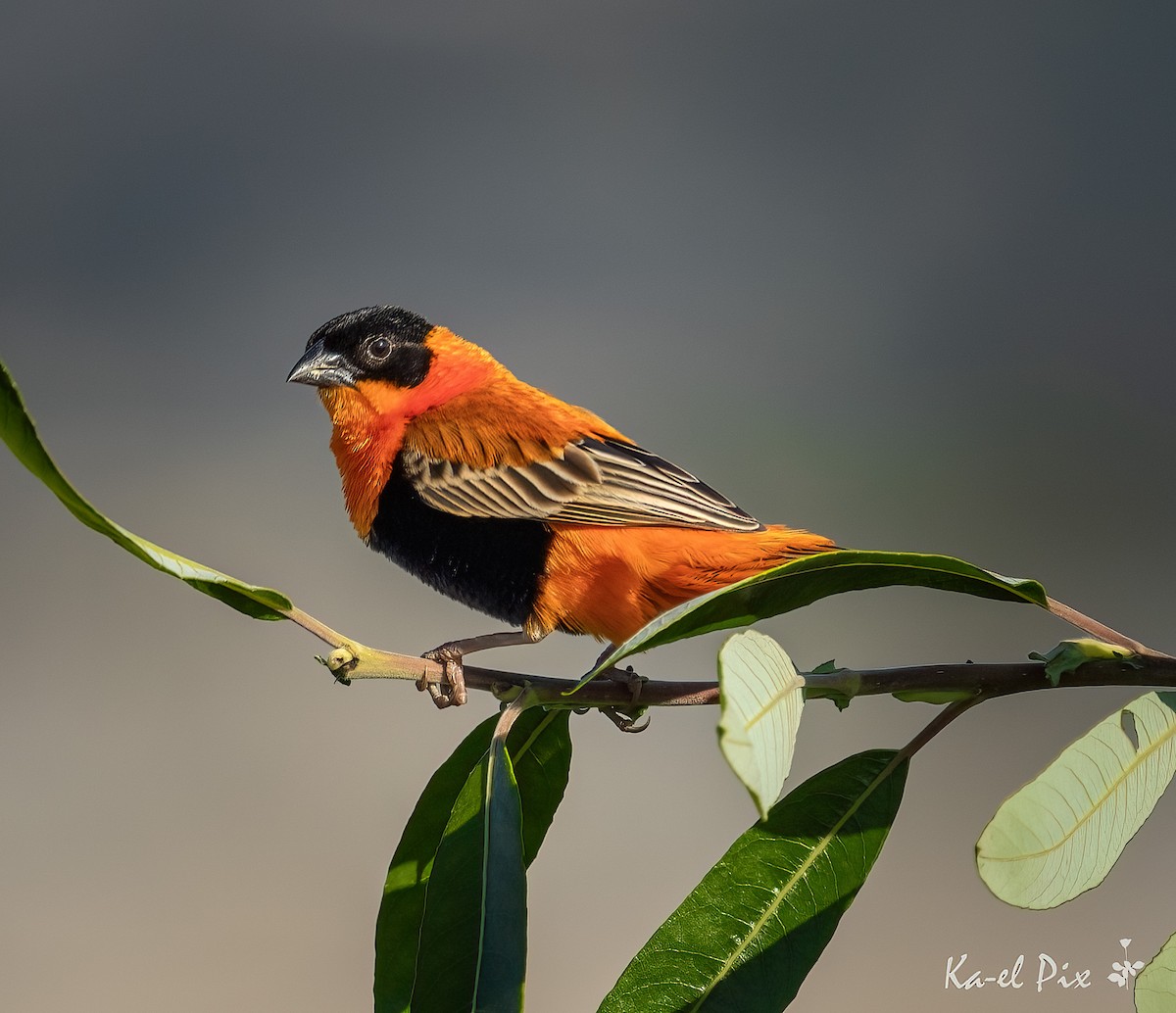 Northern Red Bishop - Ka-eL Dino