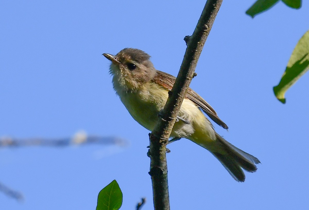 Warbling Vireo - Elaine Thomas