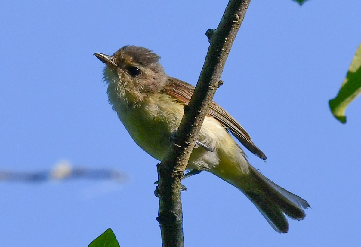 Warbling Vireo - ML620469762