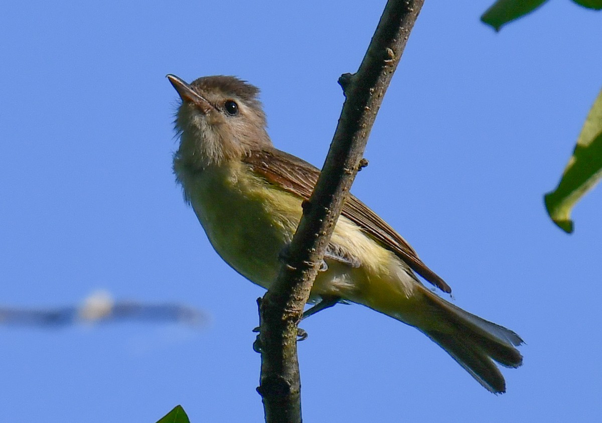 Warbling Vireo - Elaine Thomas