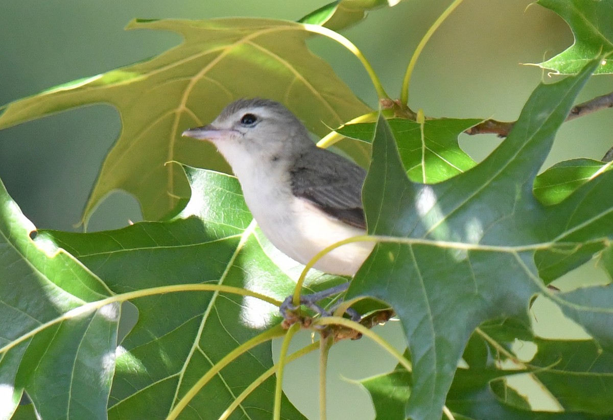 Warbling Vireo - ML620469765