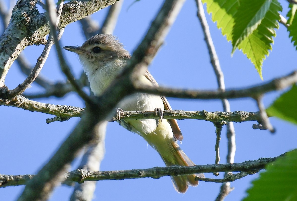 Sängervireo - ML620469766