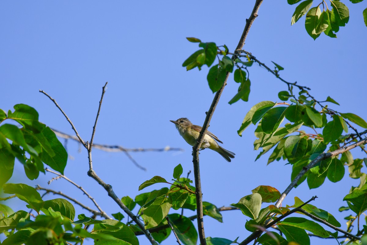 Warbling Vireo - ML620469768